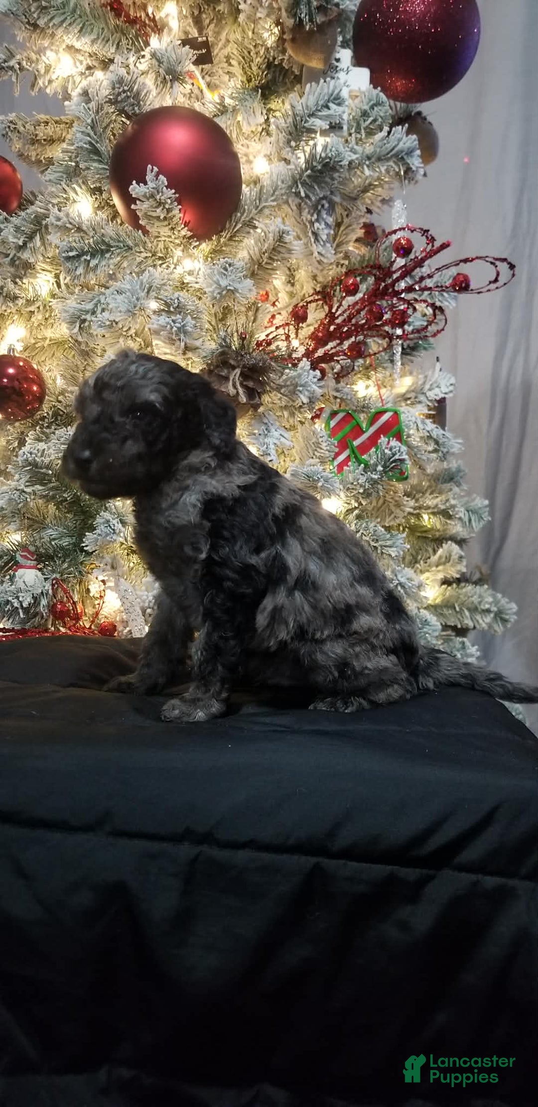 Mini Aussiedoodle dogs for sale: Mini Aussiedoodle Puppy 7 - Ad 2