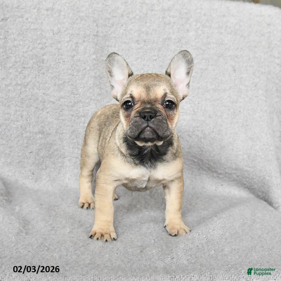 French Bulldog dogs Haylee - Ad 2