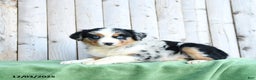 Australian Shepherd dogs for sale: Diana - Ad 2