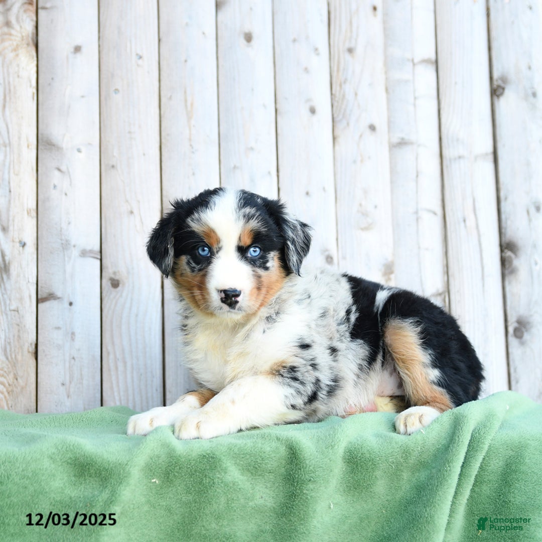 Australian Shepherd dogs for sale: Diana - Ad 2