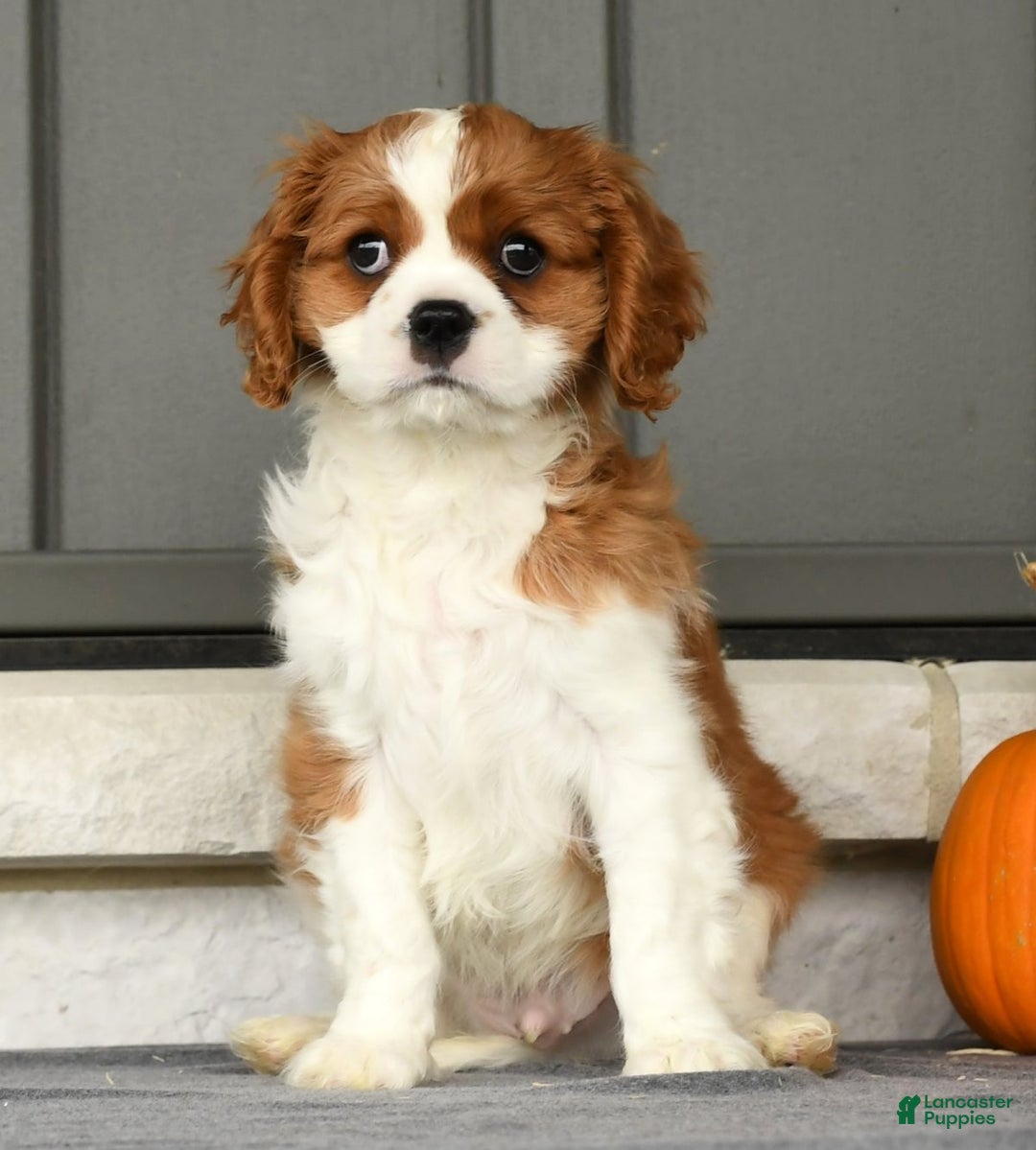 Cavalier King Charles Spaniel dogs for sale: Charlie - Ad 5