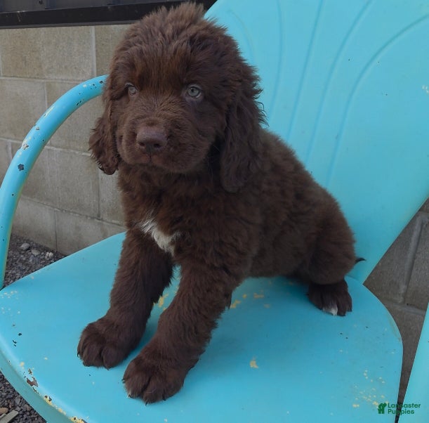 Newfoundland dogs Rose - Ad 2