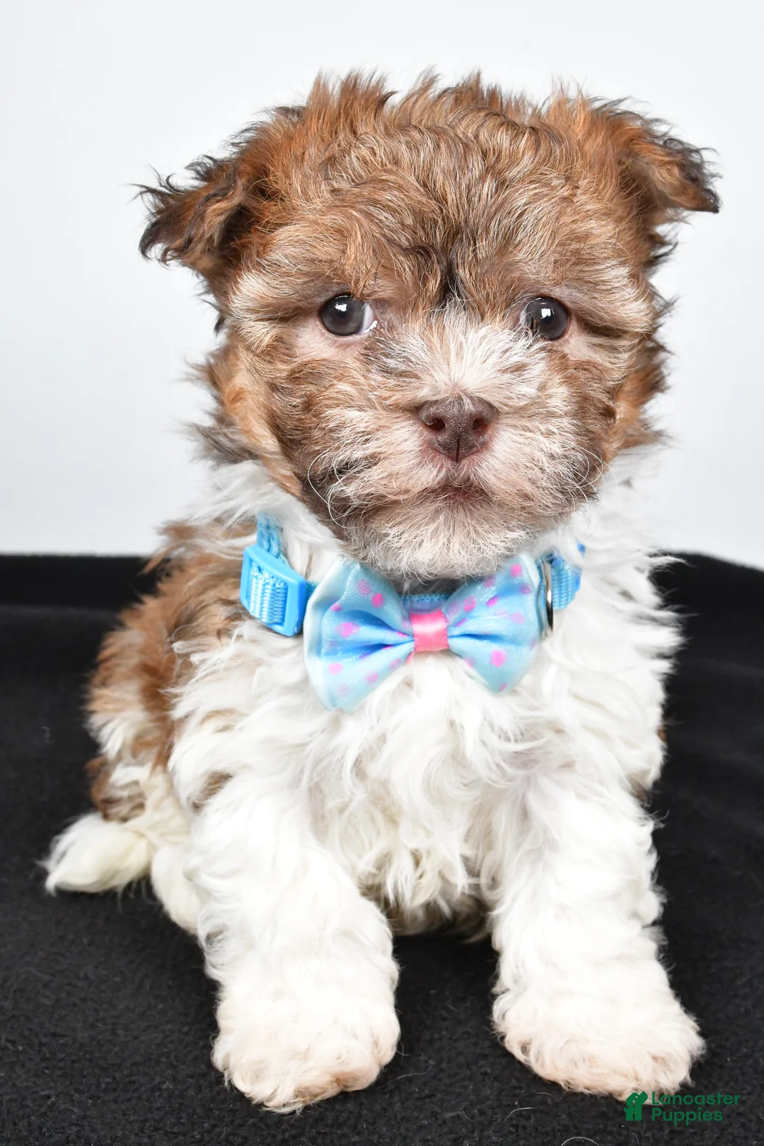 Havanese dogs for sale: Hunter - Ad 7