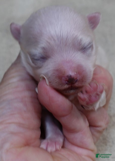 Maltese dogs Bogie - Ad 12