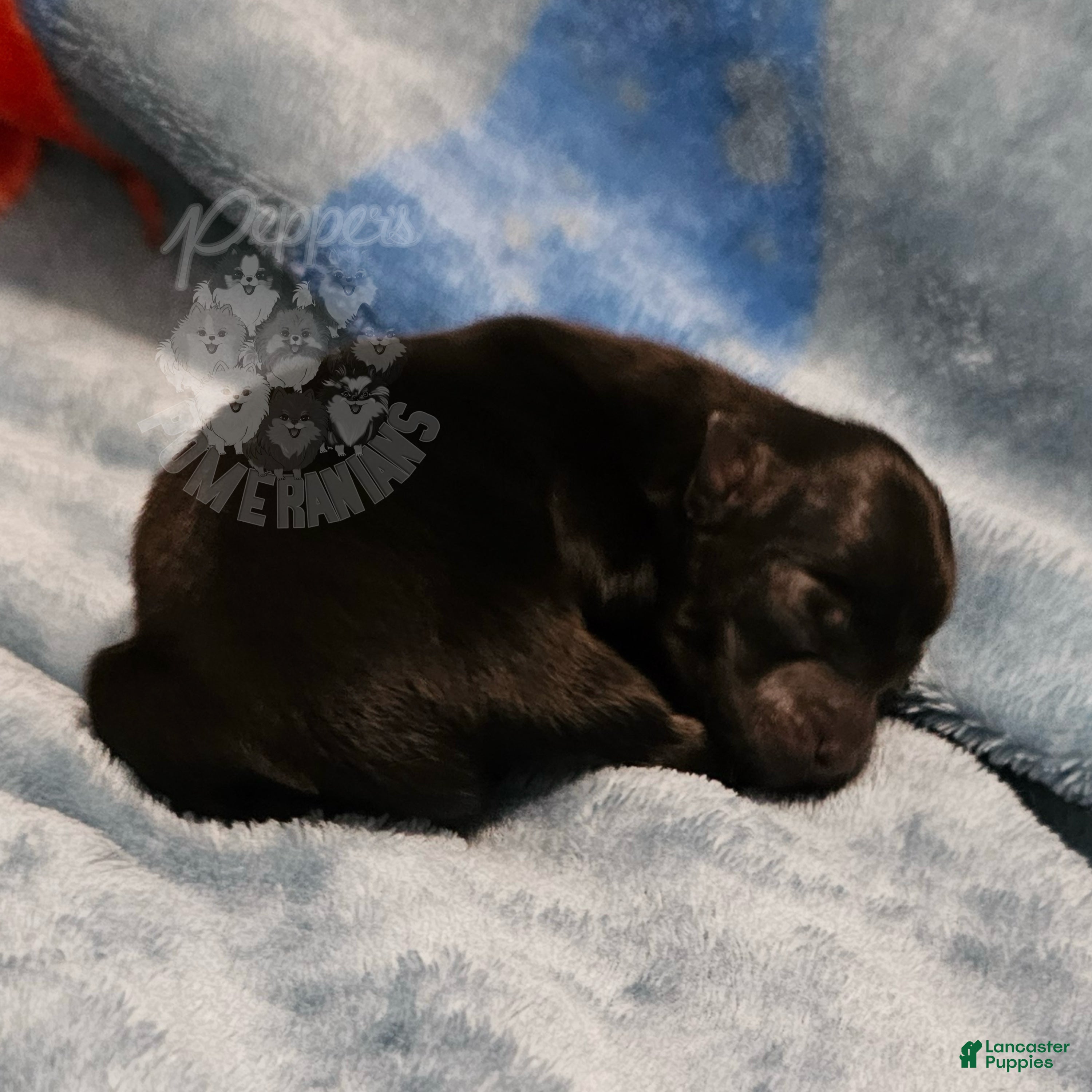 Pomeranian dogs for sale: Pepper's Hairspray Queen - "Queenie" - Ad 1