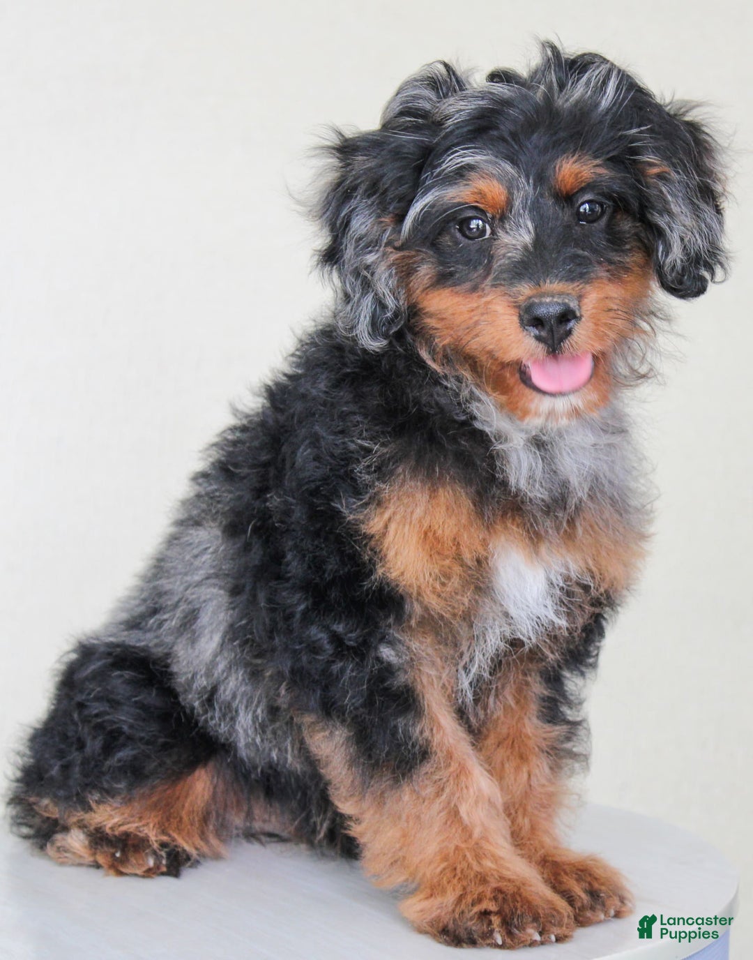 Cavapoo dogs for sale: Truffles - Ad 1