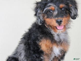 Cavapoo dogs Truffles - Ad 12