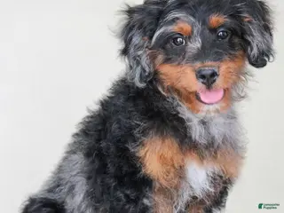 Cavapoo dogs Truffles - Ad 9