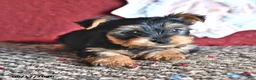 Yorkshire Terrier dogs for sale: Larry - Ad 1
