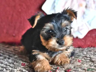 Yorkshire Terrier dogs for sale: Larry - Ad 3