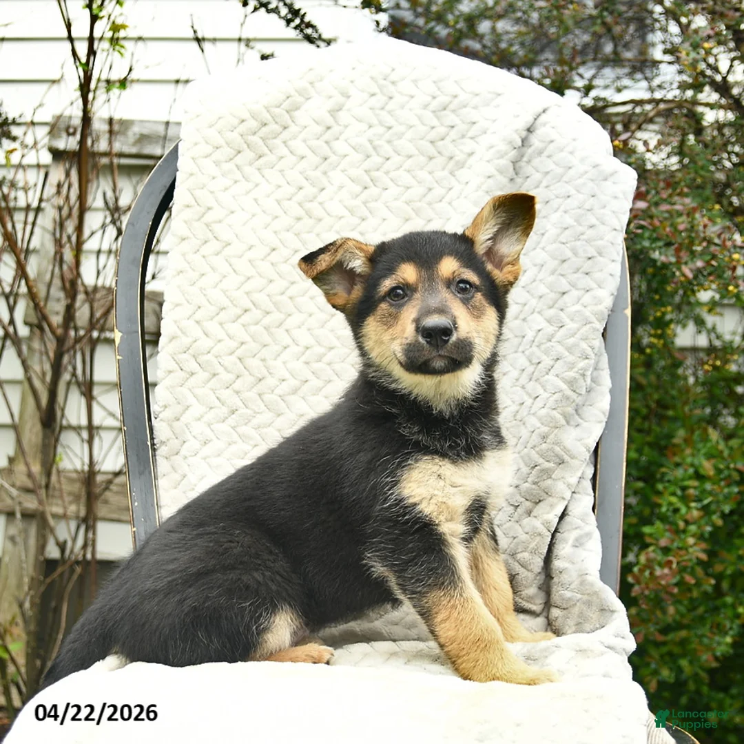 Mixed Breed dogs for sale: Puffin  - Ad 2