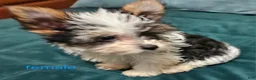 Yorkshire Terrier dogs for sale: Patsy - Ad 2
