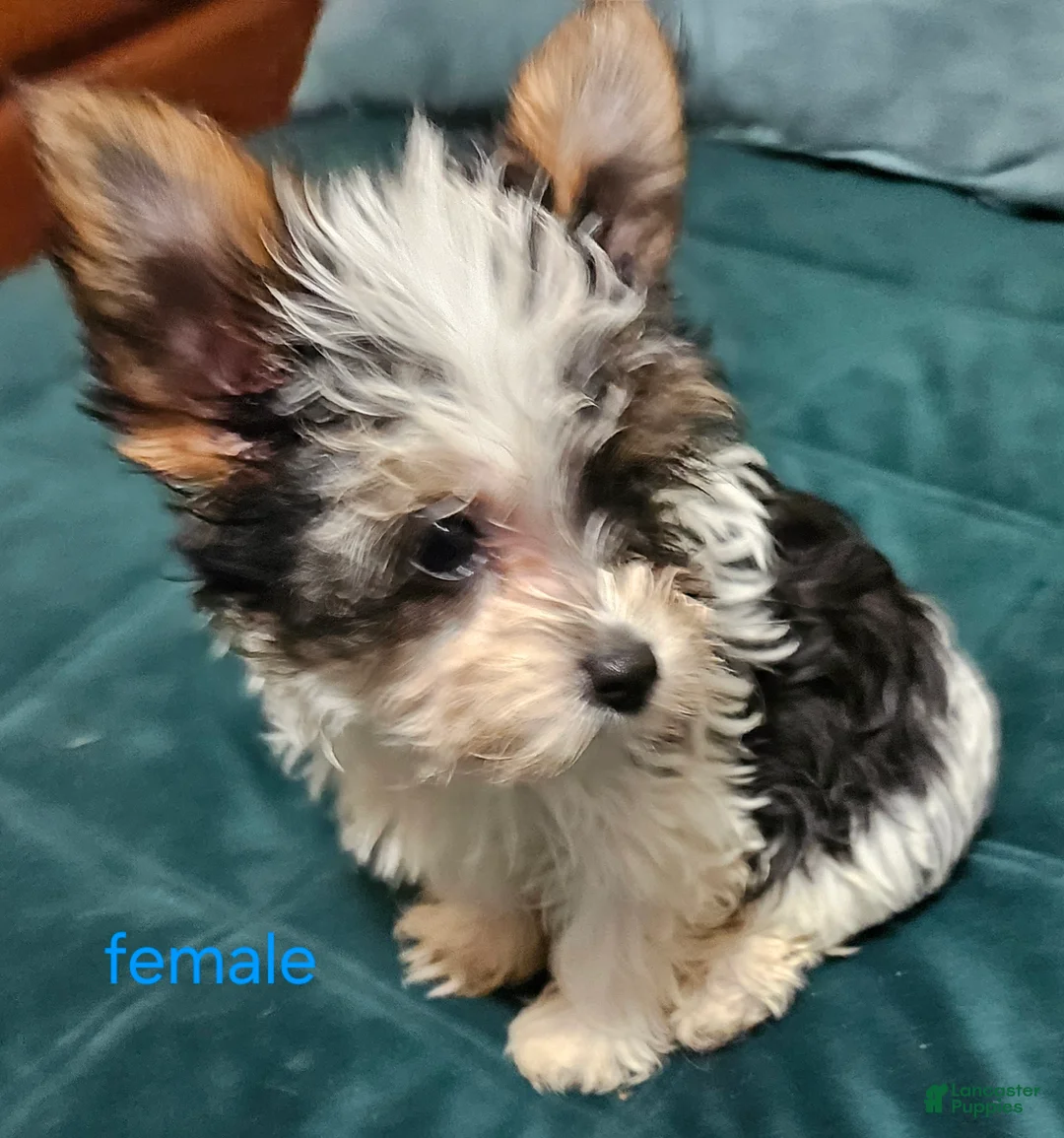 Yorkshire Terrier dogs for sale: Patsy - Ad 2