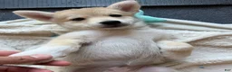 Pomsky dogs for sale: Biggy - Ad 3