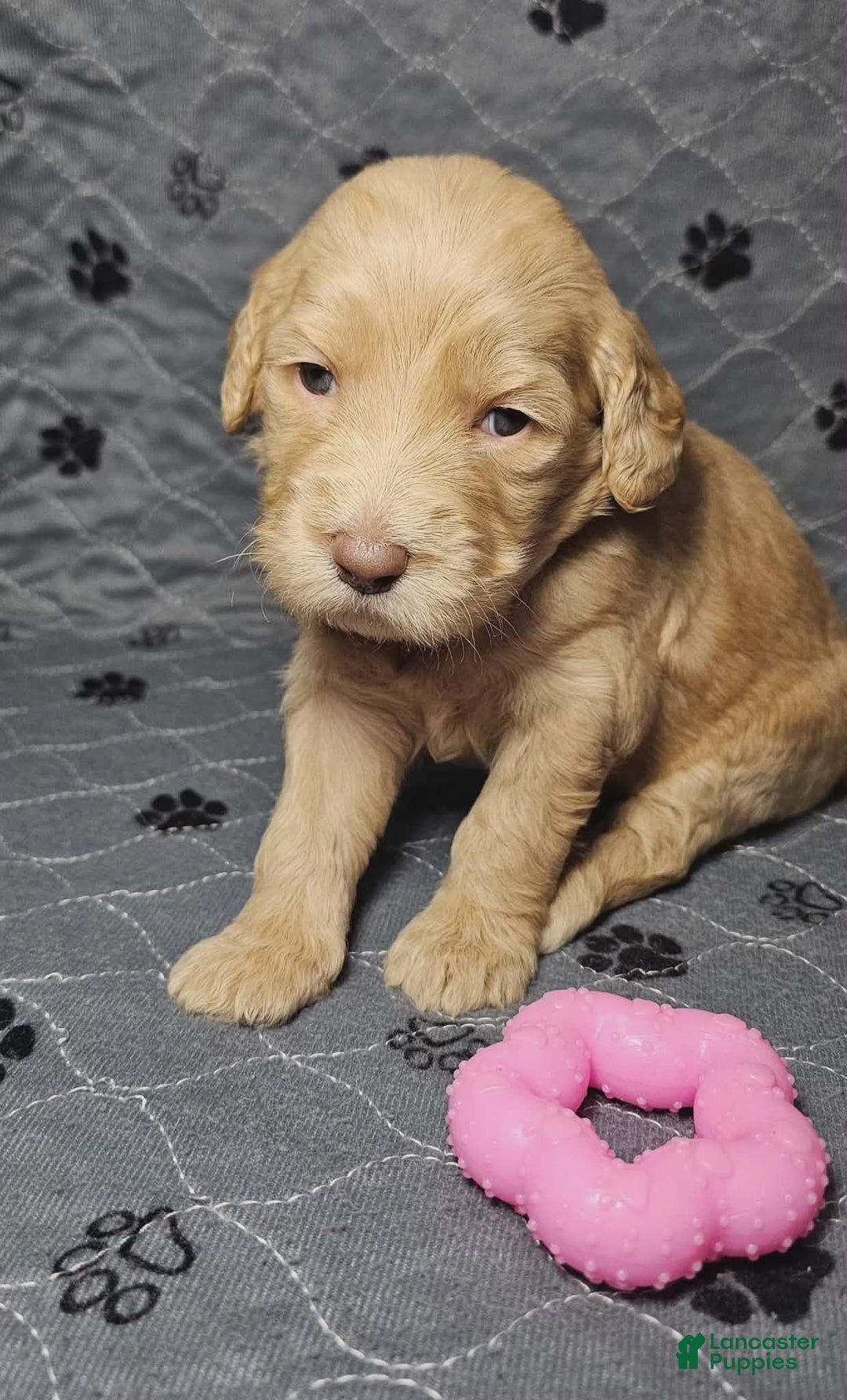 Goldendoodle dogs for sale: French Vanilla - Ad 3