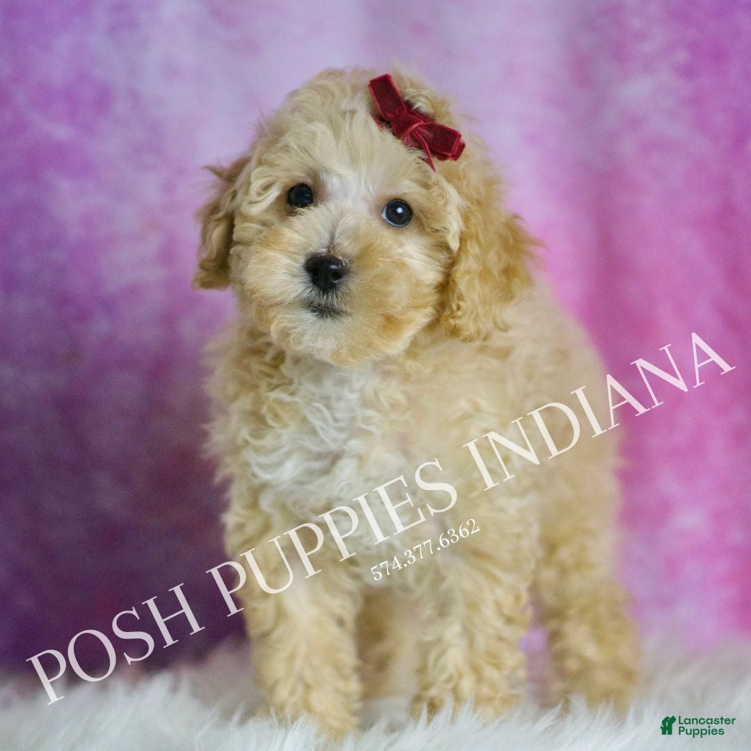 Maltipoo dogs Minnie  - Ad 15