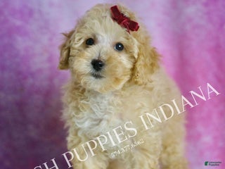 Maltipoo dogs Minnie - Ad 26