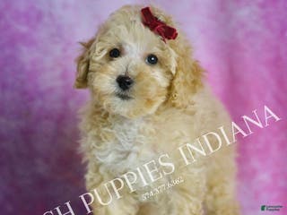 Maltipoo dogs Minnie - Ad 42