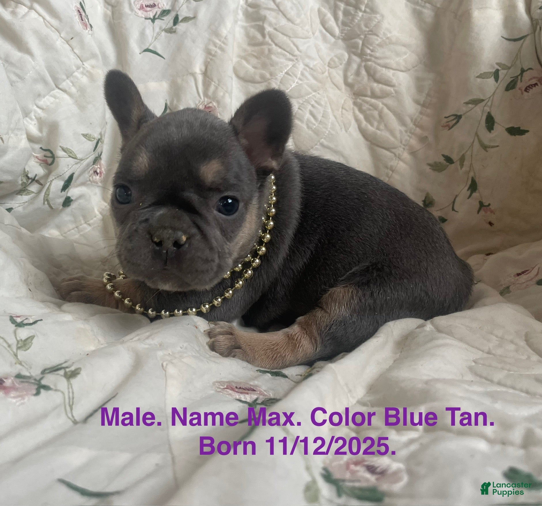French Bulldog dogs Max - Ad 30