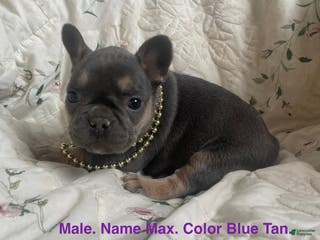 French Bulldog dogs Max - Ad 20