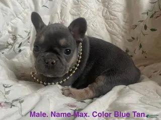 French Bulldog dogs Max - Ad 32