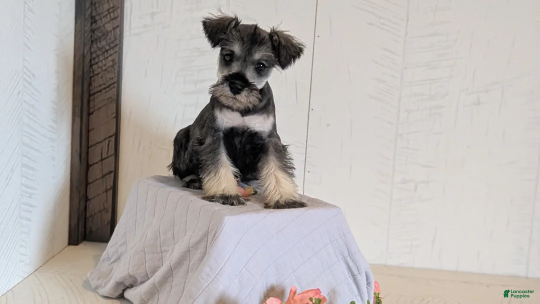 Miniature Schnauzer dogs for sale: Dakota - Ad 2