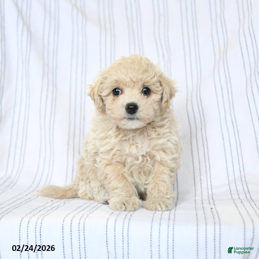 Bichpoo dogs Daffodil - Ad 1