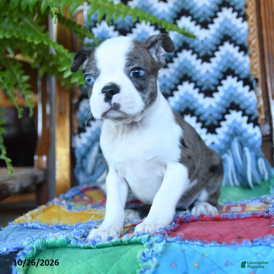 Boston Terrier dogs for sale: Honor - Ad 1