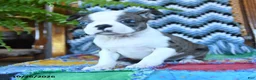 Boston Terrier dogs for sale: Honor - Ad 1