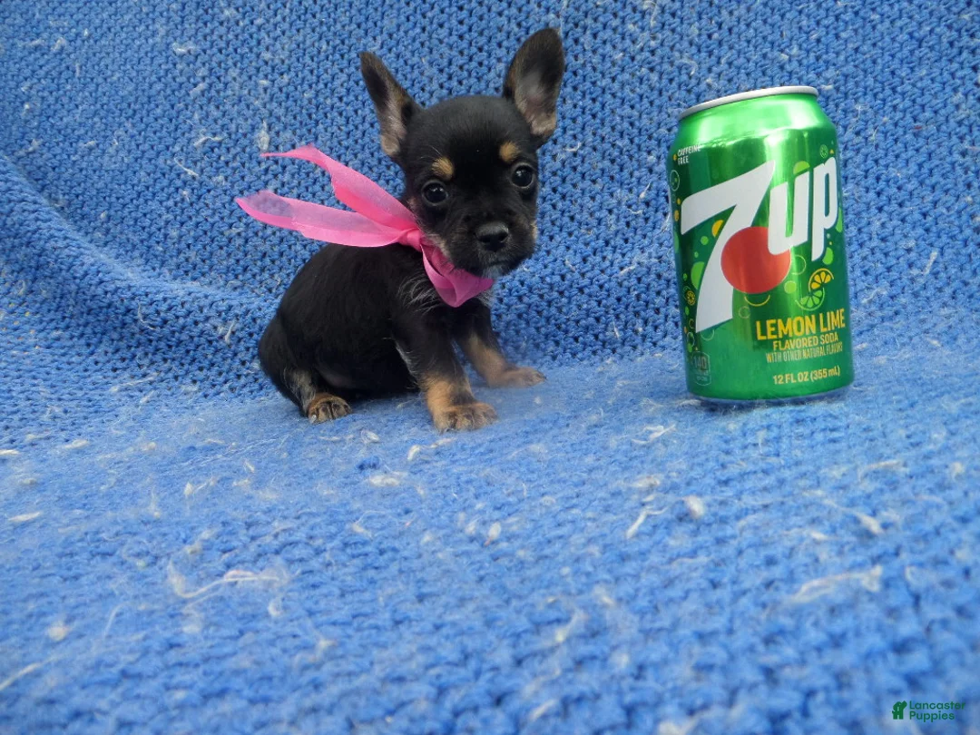 Mixed Breed dogs for sale: Bella - Ad 1