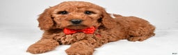 Mini Goldendoodle dogs for sale: Ritz f one b - Ad 1