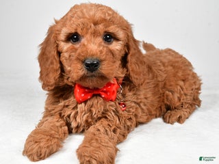 Mini Goldendoodle dogs Ritz f one b - Ad 42