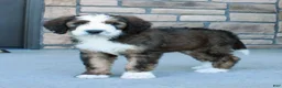 Bernedoodle dogs for sale: Sammy - Ad 3