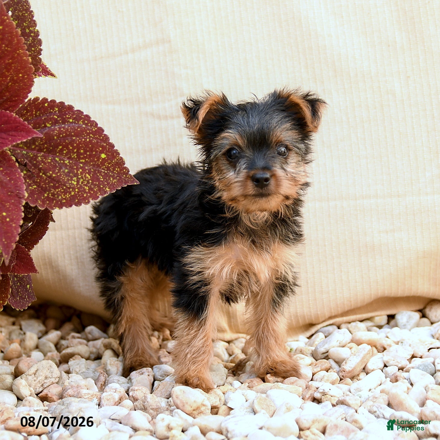 Yorkshire Terrier dogs Twilight - Ad 2