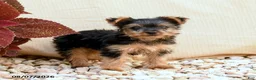 Yorkshire Terrier dogs for sale: Twilight - Ad 2