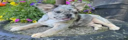 French Bulldog dogs for sale: Faron - Ad 1