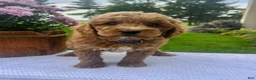 Mini Goldendoodle dogs for sale: Sully - Ad 2
