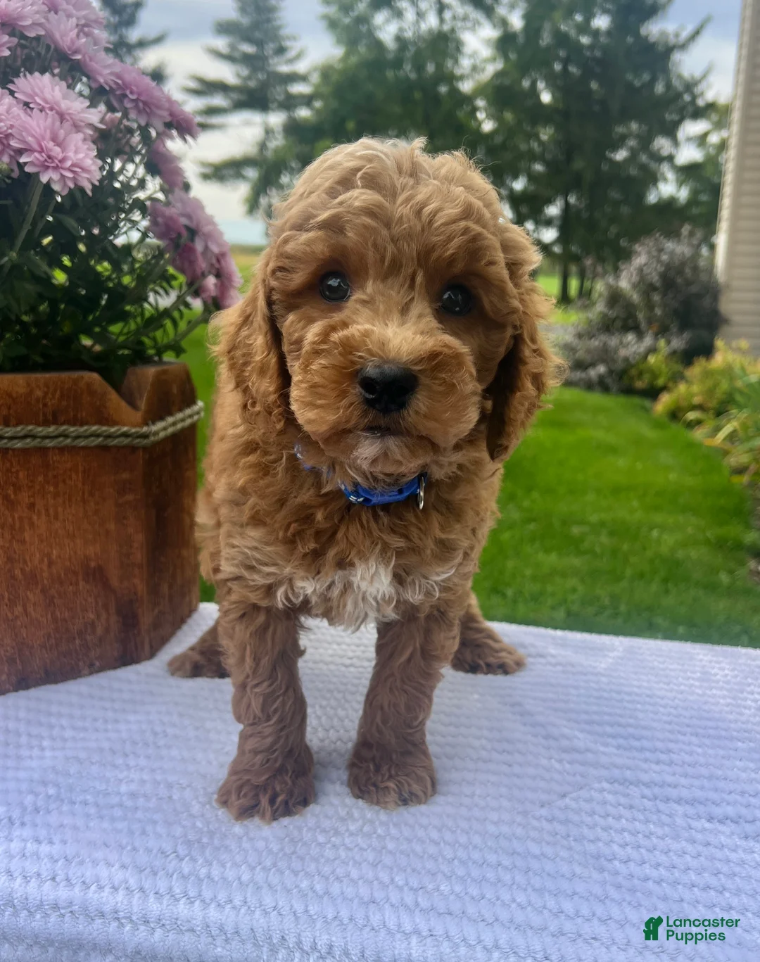 Mini Goldendoodle dogs for sale: Sully - Ad 2