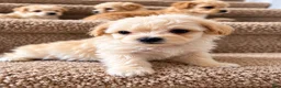 Maltipoo dogs for sale: Meet Plum — Adorable Maltipoo Puppy - Ad 1