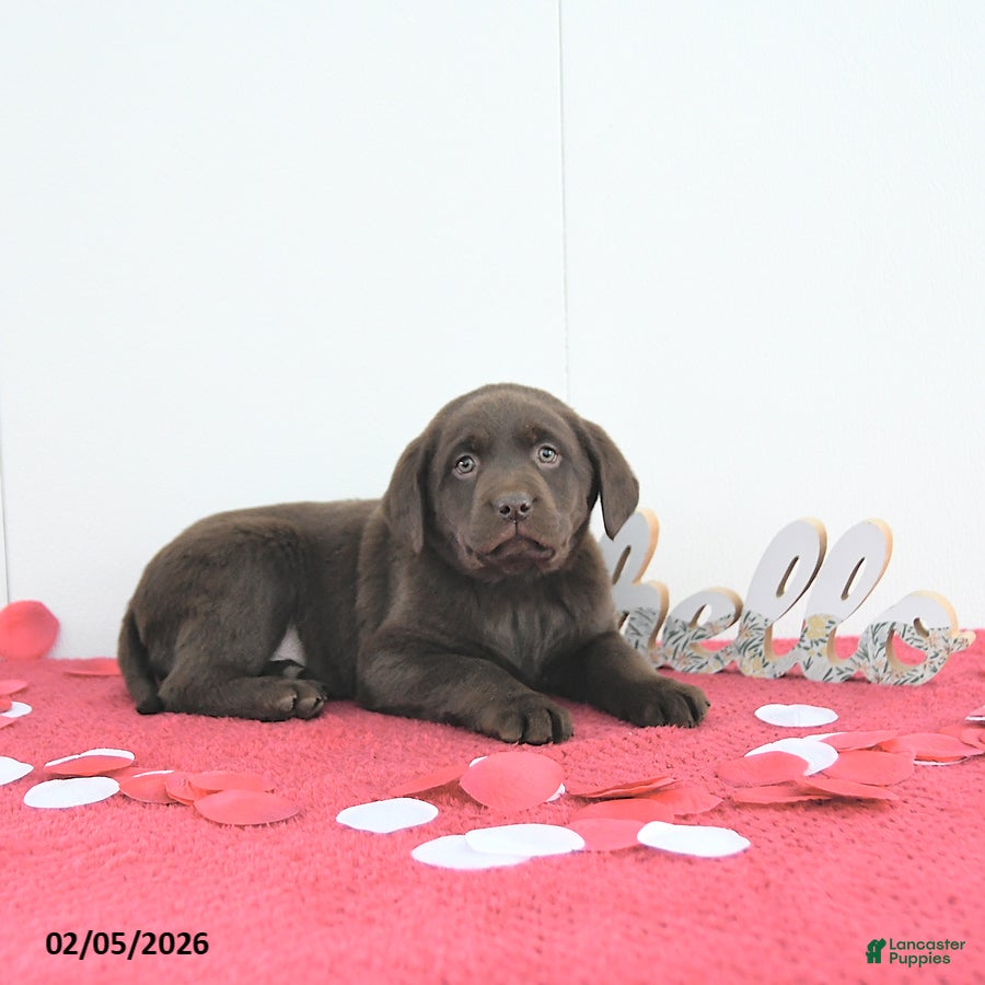 Labrador Retriever dogs Hunter - Ad 2