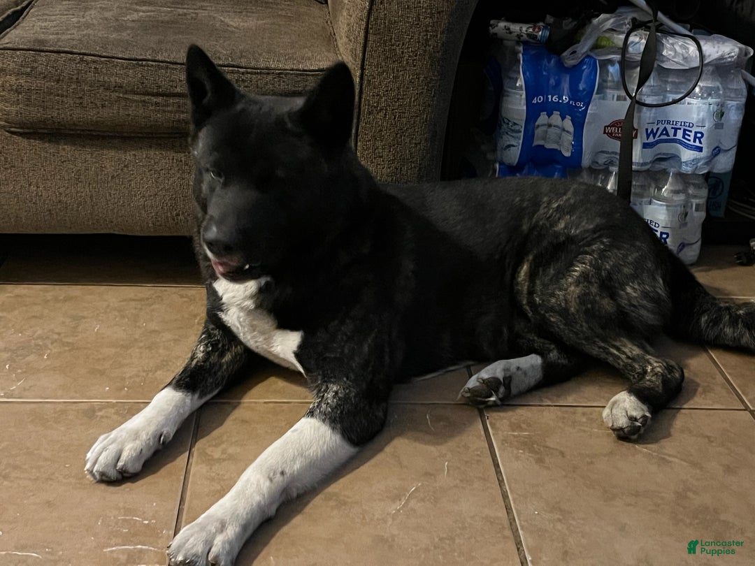 Akita dogs for sale: Akita Puppy 1 - Ad 4