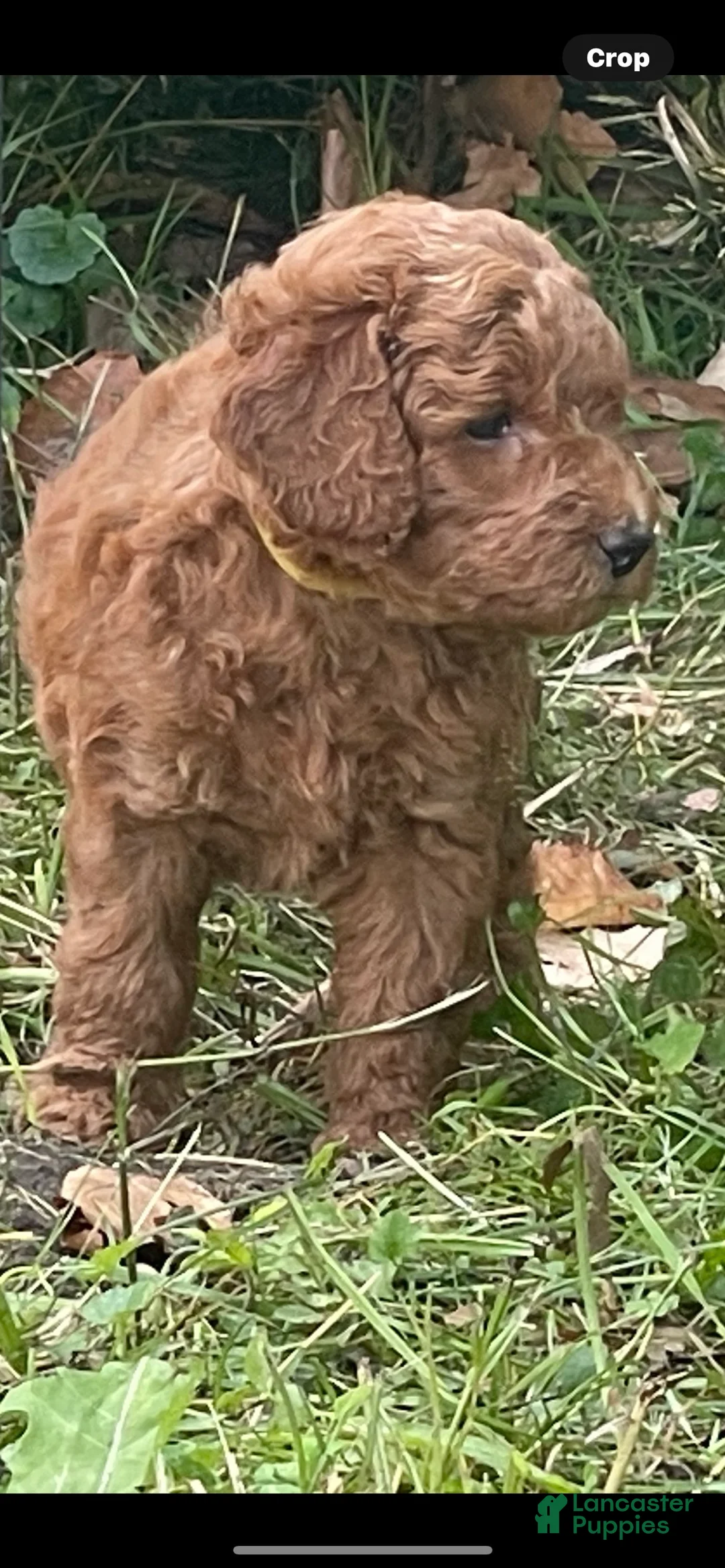 Mini Goldendoodle dogs for sale: Red Male Mini Goldendoodle - Ad 3