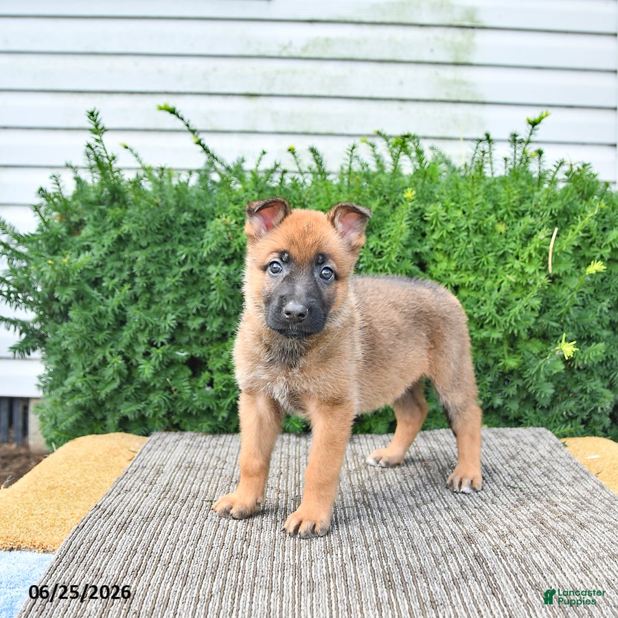 Mixed Breed dogs Anka - Ad 1