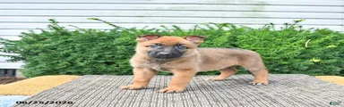 Anka