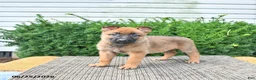 Mixed Breed dogs for sale: Anka - Ad 1