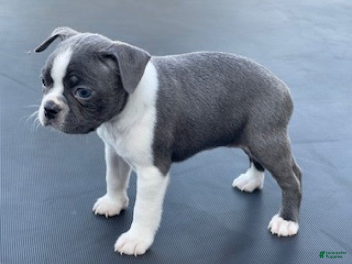 Boston Terrier dogs Lilac - Ad 2