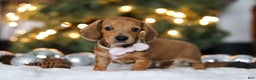 Miniature Dachshund dogs for sale: Willow - Ad 6