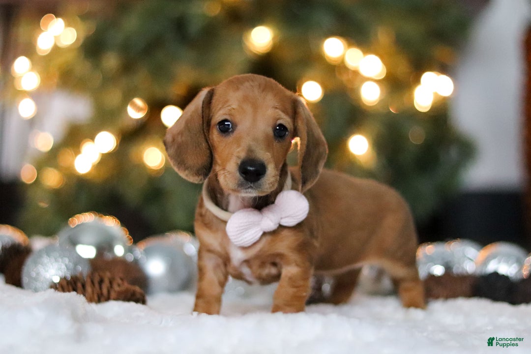Miniature Dachshund dogs for sale: Willow - Ad 6