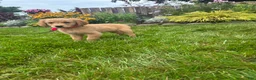 Golden Retriever dogs for sale: Golden Retriever 9 - Ad 3
