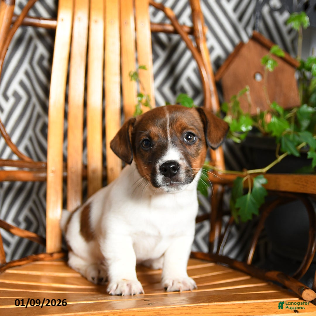 Jack Russell Terrier dogs for sale: Spot - Ad 1